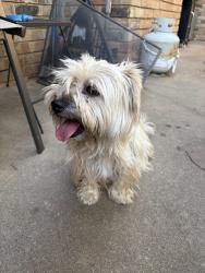 Found/Stray Female Dog last seen Grove and 61st, Oklahoma City, OK 73132
