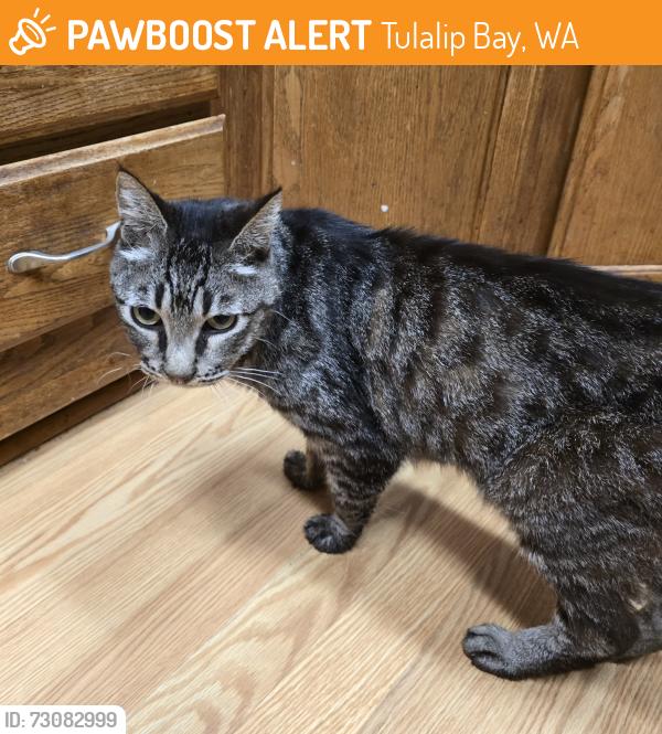Found/Stray Unknown Cat last seen Across from the Shaker Church, Tulalip Bay, WA 98271