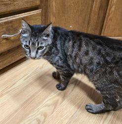 Found/Stray Unknown Cat last seen Across from the Shaker Church, Tulalip Bay, WA 98271