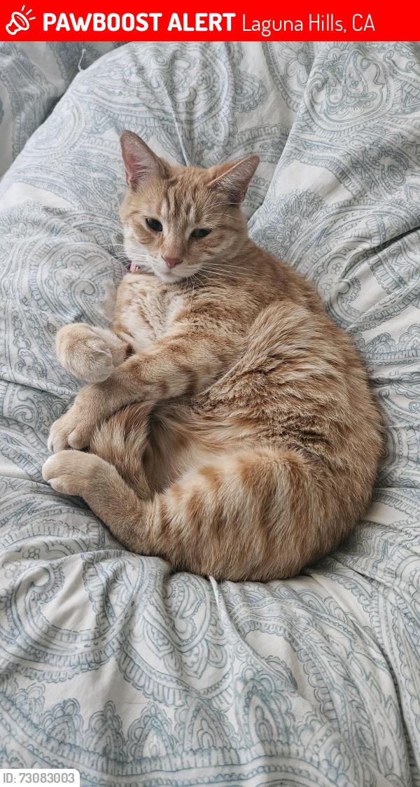 Lost Male Cat last seen Costeau Street and Alicia Parkway, Laguna Hills, CA 92653