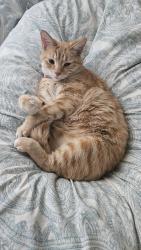 Lost Male Cat last seen Costeau Street and Alicia Parkway, Laguna Hills, CA 92653