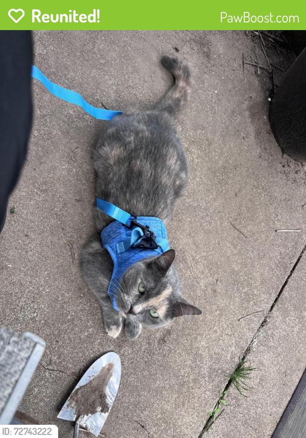 Reunited Female Cat last seen Smith ave and Barton , Hamilton, ON L8L
