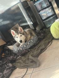 Reunited Female Dog last seen York street and A street, Napa, CA 94559