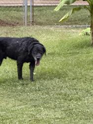 Found/Stray Male Dog last seen Darnell ln, Greenville, SC 29609