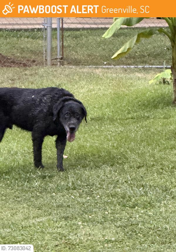 Found/Stray Male Dog last seen Darnell ln, Greenville, SC 29609