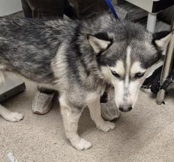 Shelter Stray Male Dog last seen Near BLOCK DOUGLAS ST, BAKERSFIELD CA 93308, 3951 Fruitvale Ave, Bakersfield, CA 93308, USA
