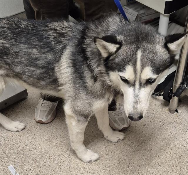 Shelter Stray Male Dog last seen Near BLOCK DOUGLAS ST, BAKERSFIELD CA 93308, 3951 Fruitvale Ave, Bakersfield, CA 93308, USA
