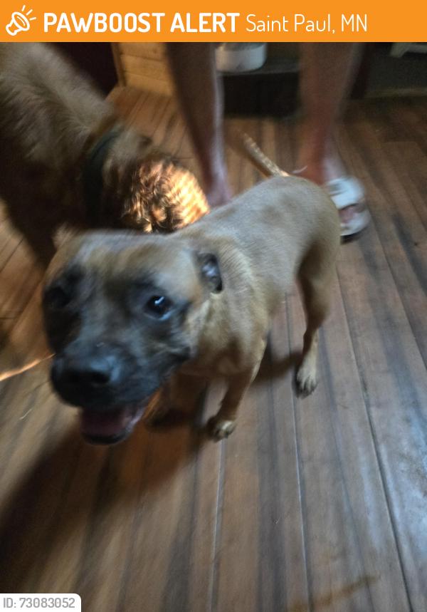 Found/Stray Female Dog last seen Wilson/Bates, Saint Paul, MN 55106