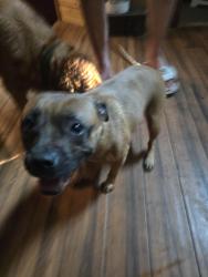Found/Stray Female Dog last seen Wilson/Bates, Saint Paul, MN 55106