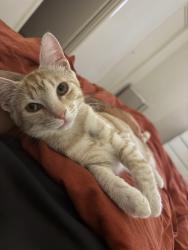 Lost Female Cat last seen Directly across from the Vale town centre and pond, Aveley, WA 6069