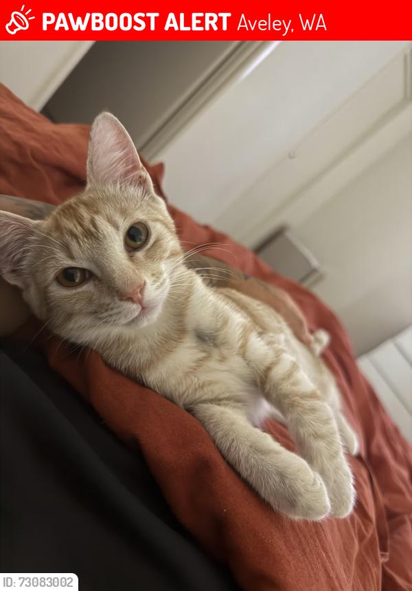 Lost Female Cat last seen Directly across from the Vale town centre and pond, Aveley, WA 6069
