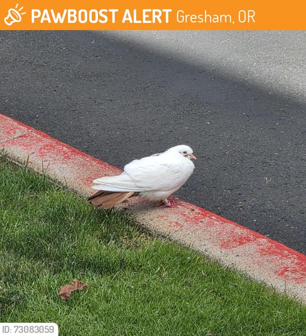 Found/Stray Unknown Bird last seen Shattuck Way between Burnside and Division, Gresham, OR 97030