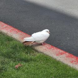 Found/Stray Unknown Bird last seen Shattuck Way between Burnside and Division, Gresham, OR 97030