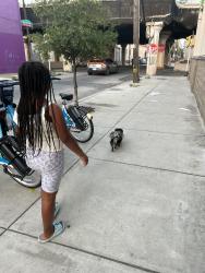 Reunited Male Dog last seen Dickerson St between 25th and 26 st, Philadelphia, PA 19146