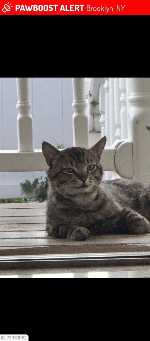 Lost Male Cat last seen Ps 163 bath beach, Brooklyn, NY 11214