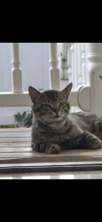 Lost Male Cat last seen Ps 163 bath beach, Brooklyn, NY 11214