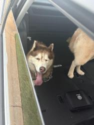 Reunited Unknown Dog last seen Ivywood cottage off Old Furnace road, Boiling Springs, SC 29316
