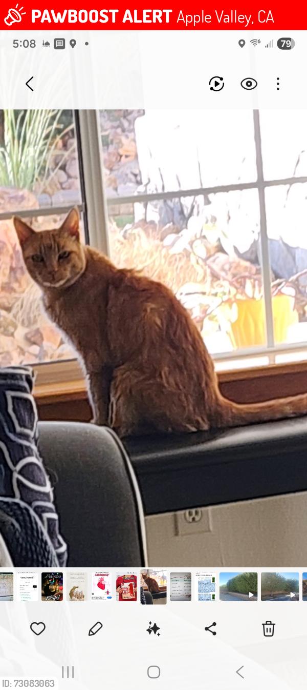Lost Female Cat last seen Paoha rd ,Apple Valley, Apple Valley, CA 92308