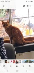 Lost Female Cat last seen Paoha rd ,Apple Valley, Apple Valley, CA 92308