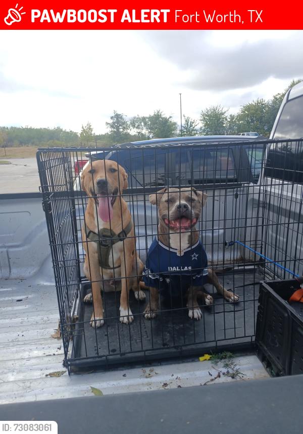 Lost Male Dog last seen Near e harvey ave forth worth texas 76104, Fort Worth, TX 76104