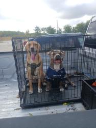 Lost Male Dog last seen Near e harvey ave forth worth texas 76104, Fort Worth, TX 76104