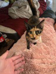 Found/Stray Female Cat last seen Morgan Rd, Carrollton, Ga on the dirt rd, Carrollton, GA 30116