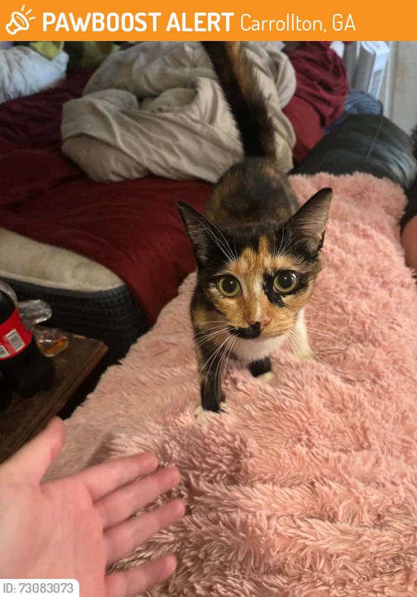 Found/Stray Female Cat last seen Morgan Rd, Carrollton, Ga on the dirt rd, Carrollton, GA 30116