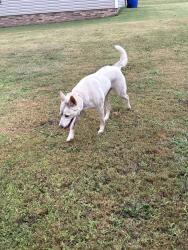 Found/Stray Unknown Dog last seen Spartanburg st and Mount Eustis St, Greenville, SC 29607