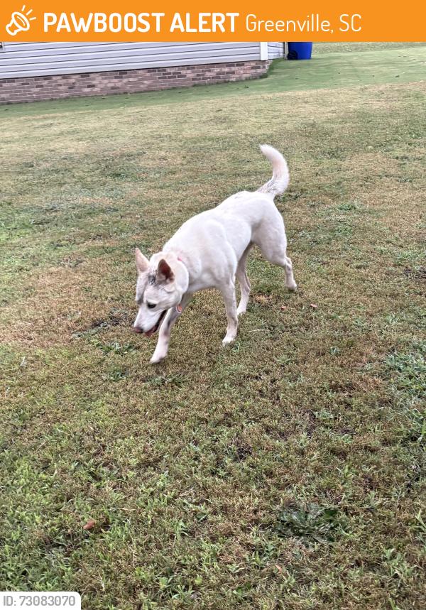 Found/Stray Unknown Dog last seen Spartanburg st and Mount Eustis St, Greenville, SC 29607