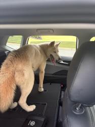 Reunited Unknown Dog last seen Ivywood cottages off Old furnace road, Boiling Springs, SC 29316