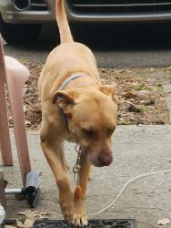 Lost Male Dog last seen Near sw 46 rd, Gainesville, Fl, 32608, Gainesville, FL 32608