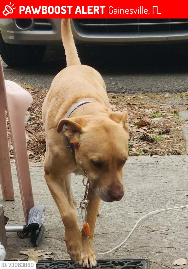 Lost Male Dog last seen Near sw 46 rd, Gainesville, Fl, 32608, Gainesville, FL 32608