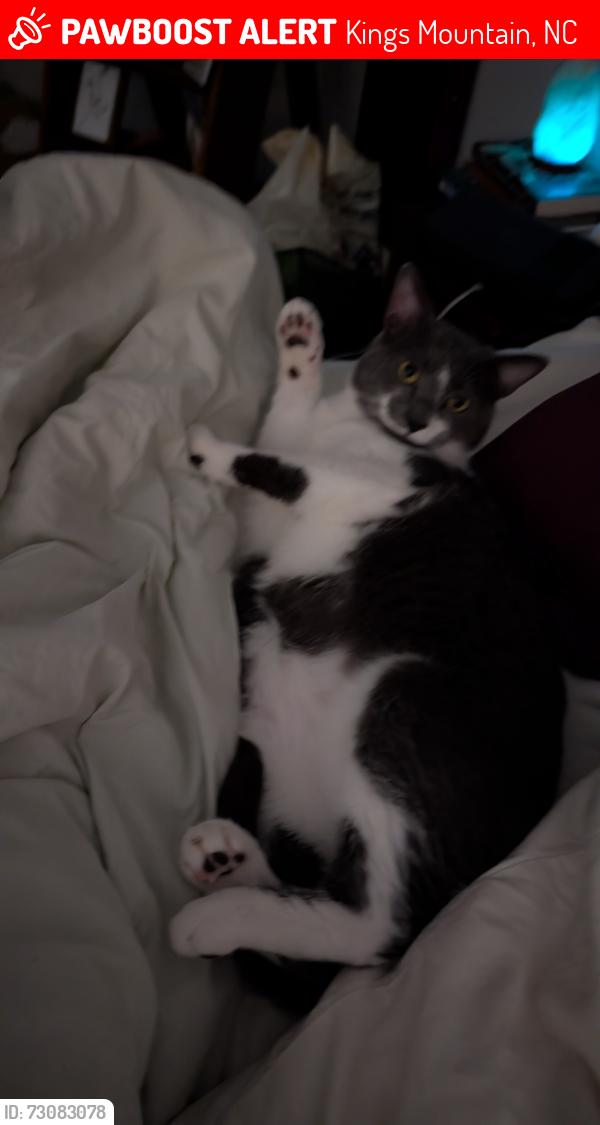 Lost Male Cat last seen Colton Cy, Kings Mountain, NC 28086