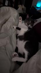 Lost Male Cat last seen Colton Cy, Kings Mountain, NC 28086