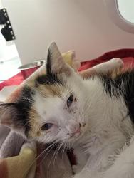 Shelter Stray Female Cat last seen Near, 2600 S Harding St, Indianapolis, IN 46221, USA