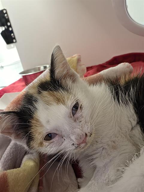 Shelter Stray Female Cat last seen Near, 2600 S Harding St, Indianapolis, IN 46221, USA