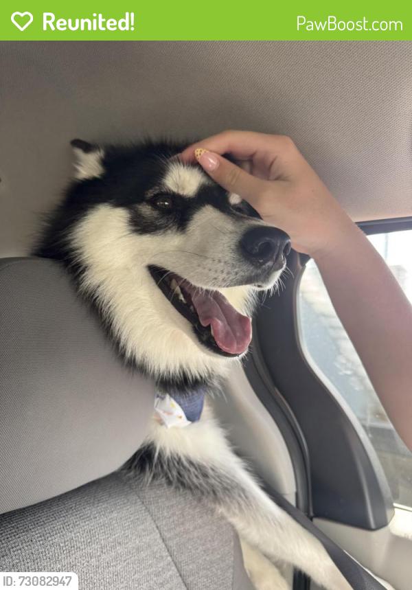 Reunited Female Dog last seen Near and Theodore, Plainfield, IL 60586