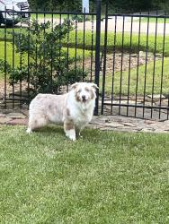 Found/Stray Unknown Dog last seen Near n logrun circle, Spring, TX 77380