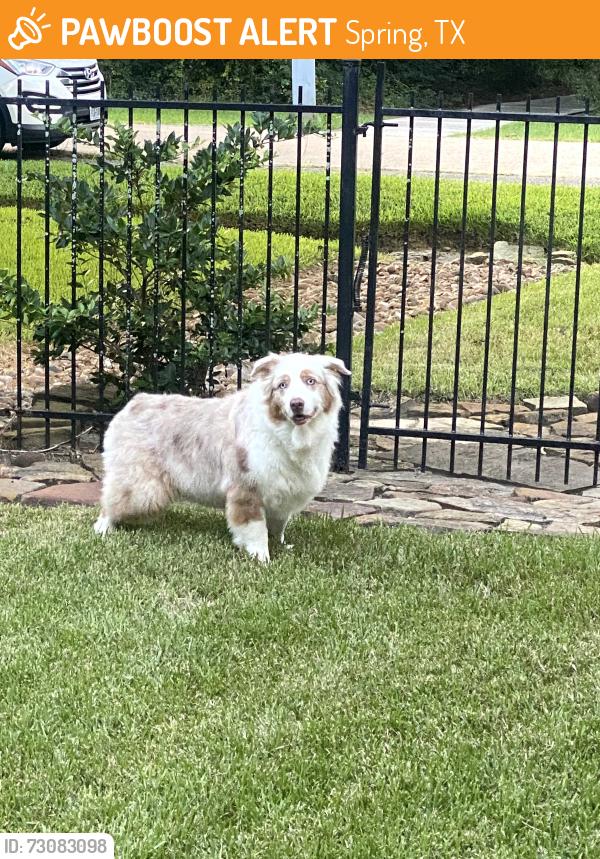 Found/Stray Unknown Dog last seen Near n logrun circle, Spring, TX 77380