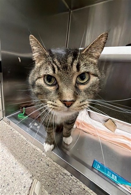 Shelter Stray Male Cat last seen Near BLOCK CALIFORNIA ST, 12155 Park Blvd, Brighton, CO 80601, USA