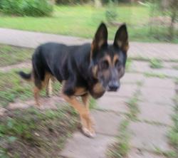 Found/Stray Male Dog last seen Near FM 149, magnolia TX 77354, Magnolia, TX 77354