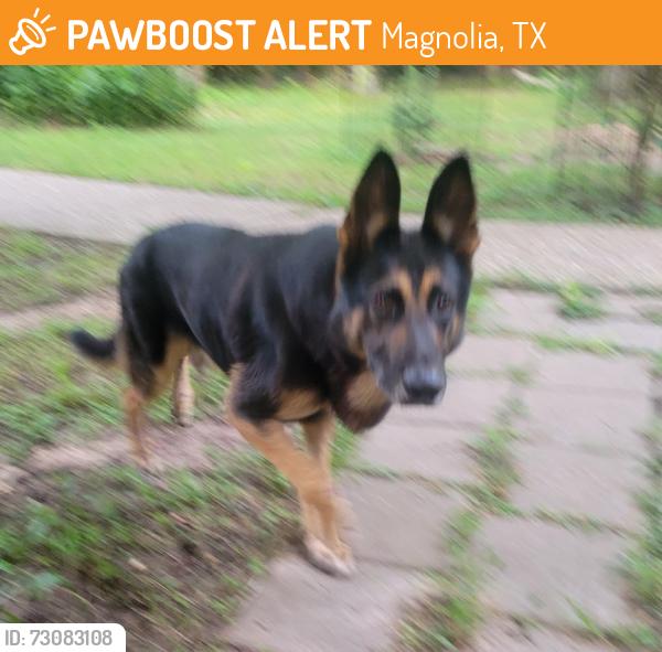 Found/Stray Male Dog last seen Near FM 149, magnolia TX 77354, Magnolia, TX 77354