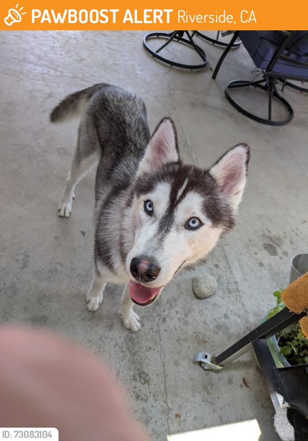 Found/Stray Male Dog last seen Highlander/Celeste near Blaine., Riverside, CA 92507