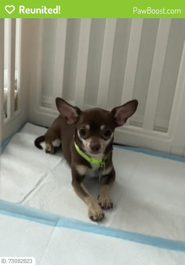 Reunited Male Dog last seen Viceroy Ct, Poinciana, FL 34758