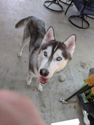 Found/Stray Male Dog last seen Highlander/Celeste near Blaine., Riverside, CA 92507