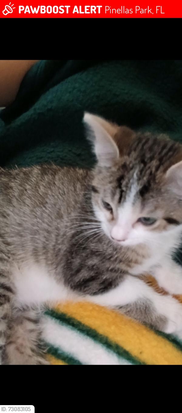 Lost Male Cat last seen Briarwood Ave cedar ridge dr, Pinellas Park, FL 33781