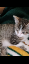 Lost Male Cat last seen Briarwood Ave cedar ridge dr, Pinellas Park, FL 33781