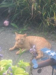 Found/Stray Unknown Cat last seen Autumn lane and surrey brook, West Chester Township, OH 45069