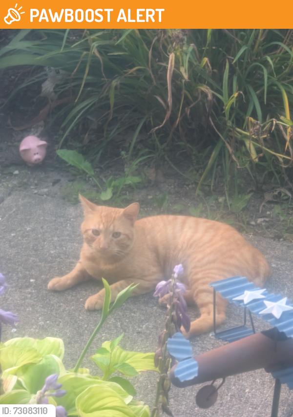 Found/Stray Unknown Cat last seen Autumn lane and surrey brook, West Chester Township, OH 45069