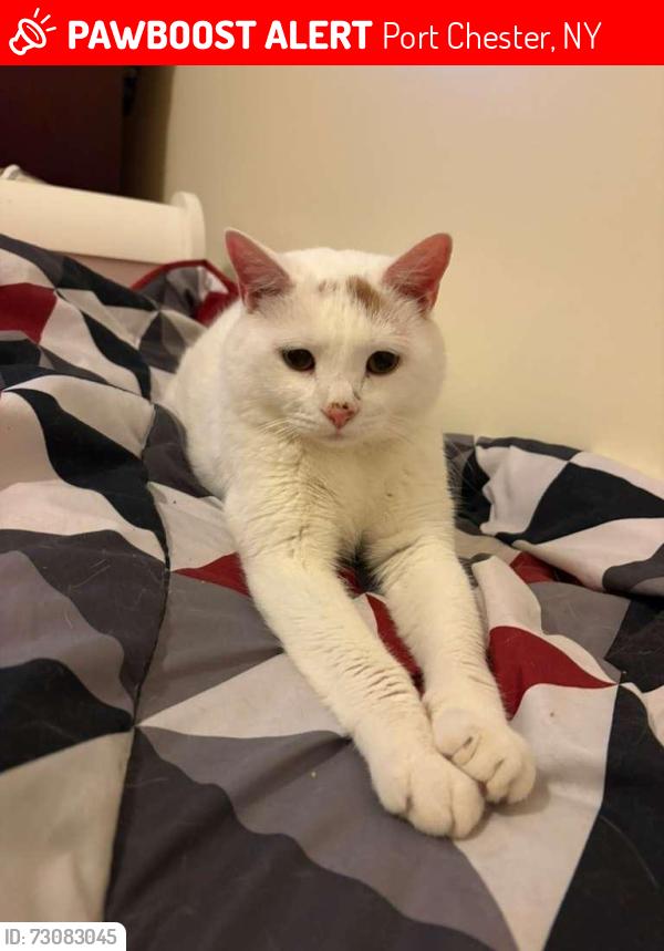 Lost Male Cat last seen William Street , Portchester, Port Chester, NY 10573